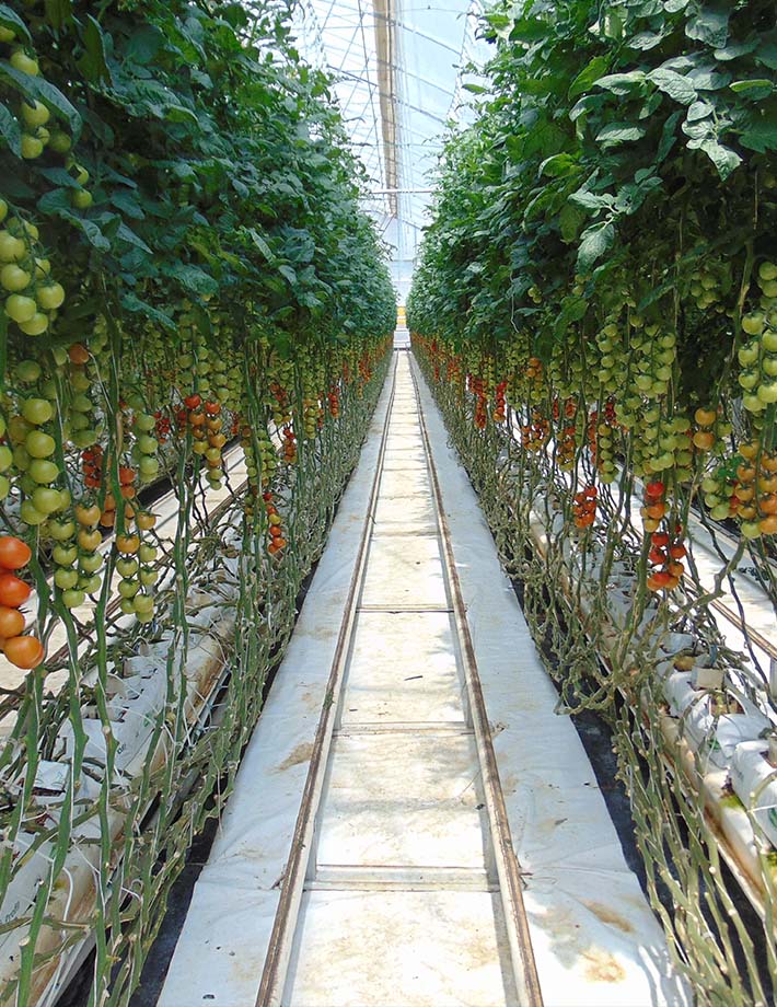 Valuación de Bienes Rurales